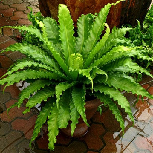 victoria bird nest fern - plant