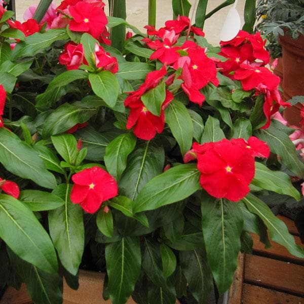 vinca - plant