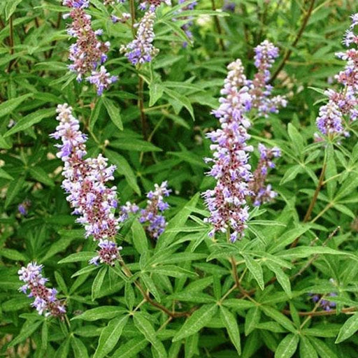 vitex negundo - plant