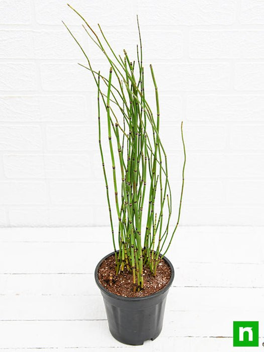 water bamboo - plant