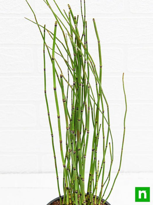 water bamboo - plant