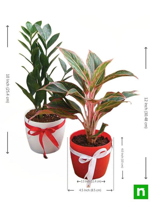 wish happiness for your loved ones with evergreen indoor plant pack 