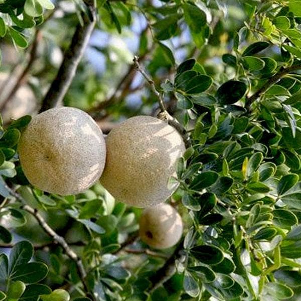 wood apple - plant