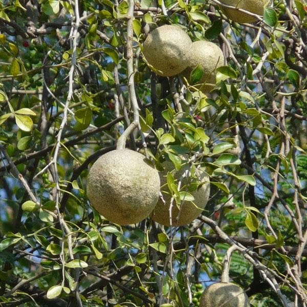 wood apple - plant