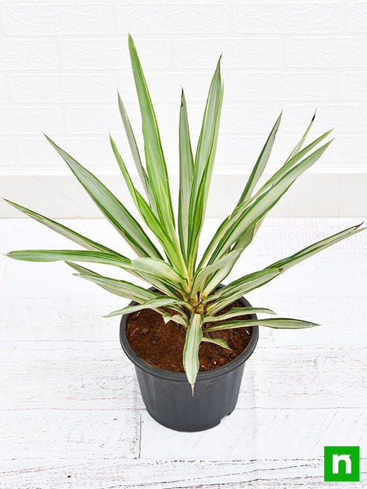 yucca - plant