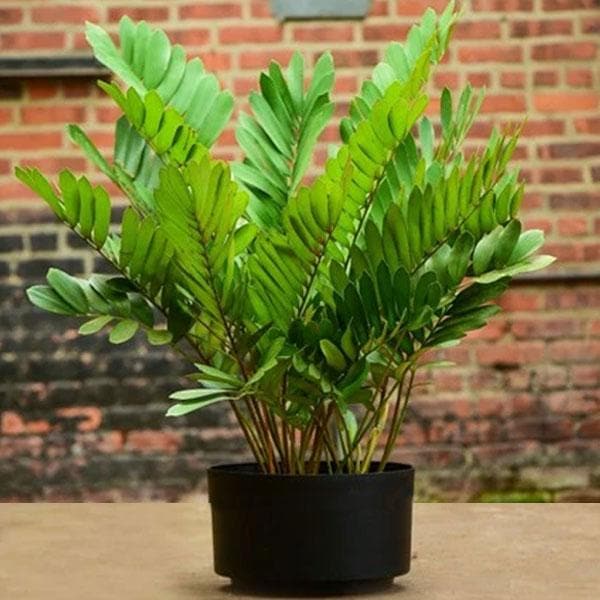 zamia furfuracea - plant