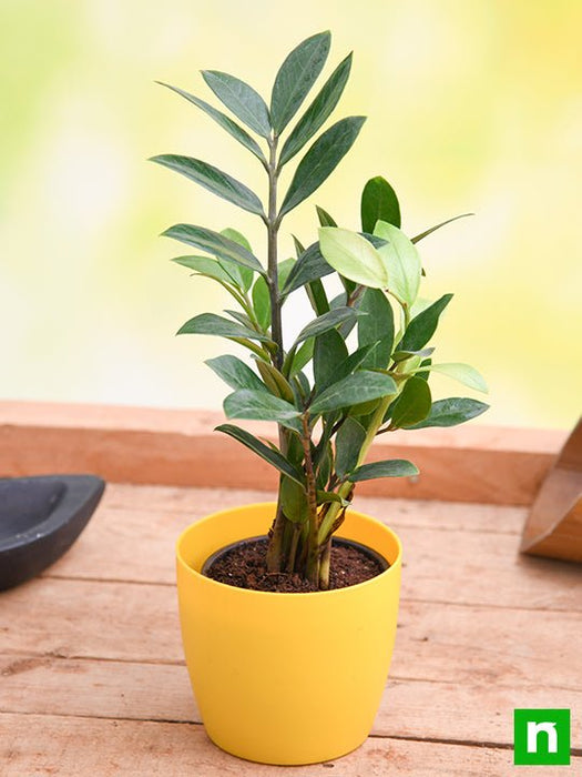 zamioculcas zamiifolia - plant