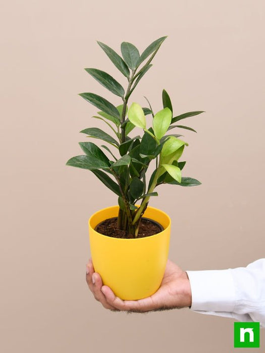 zamioculcas zamiifolia - plant