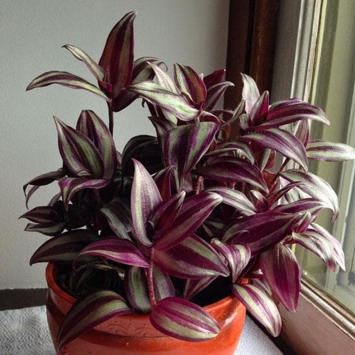 wandering jew - plant