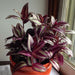 wandering jew - plant