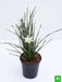 zephyranthes candida (white) - plant