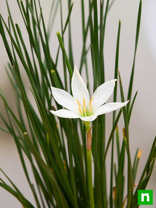 zephyranthes candida (white) - plant