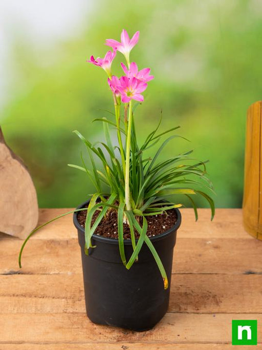 zephyranthes grandiflora - plant