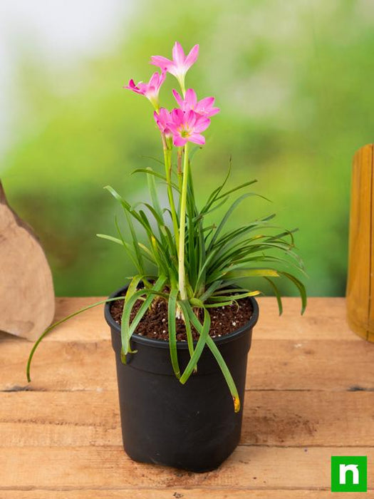 zephyranthes grandiflora - plant