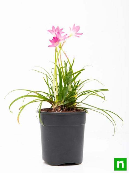 zephyranthes grandiflora - plant