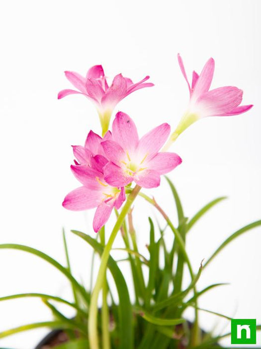 zephyranthes grandiflora - plant