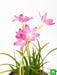 zephyranthes grandiflora - plant