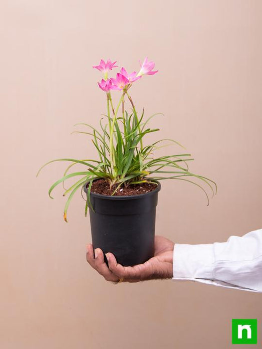 zephyranthes grandiflora - plant