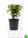 zinnia (any color) - plant