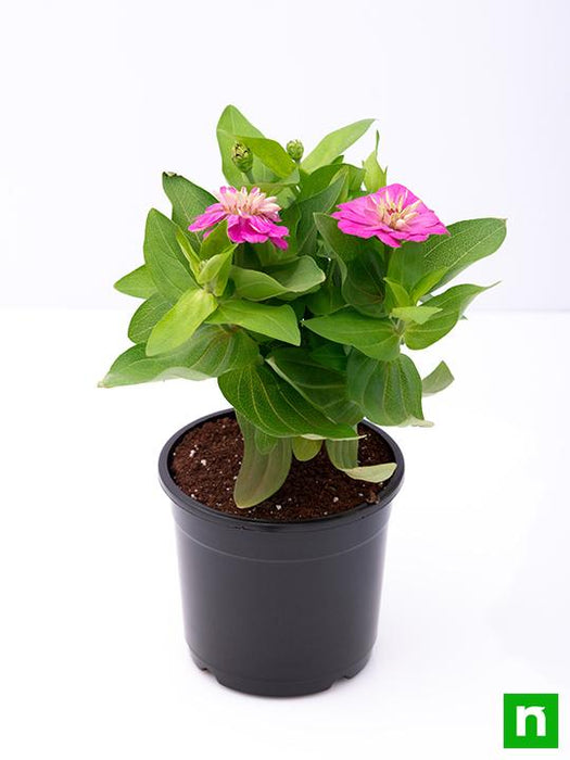 zinnia (any color) - plant