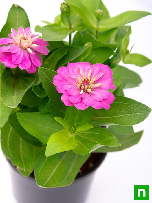 zinnia (any color) - plant