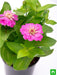 zinnia (any color) - plant