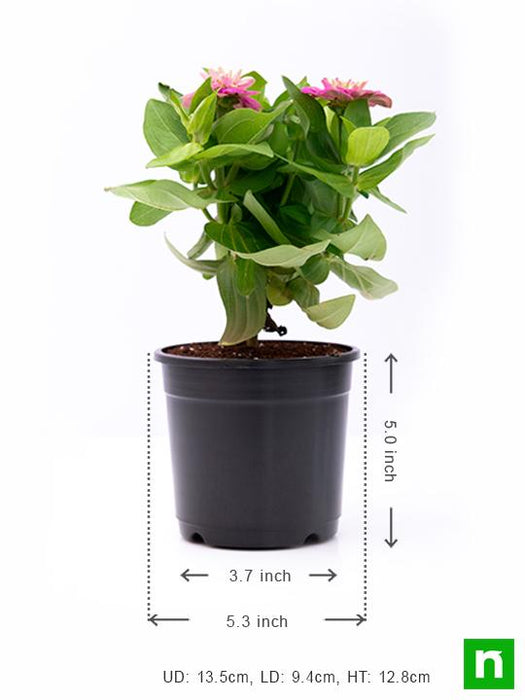 zinnia (pink) - plant