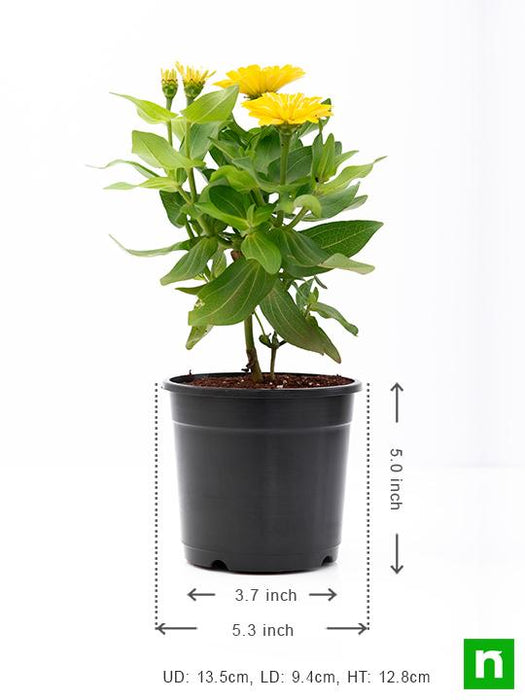 zinnia (yellow) - plant