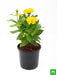 zinnia (yellow) - plant