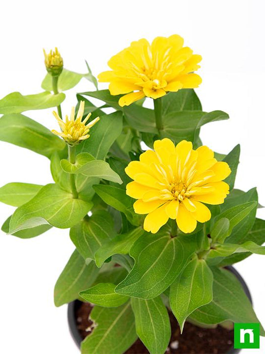 zinnia (yellow) - plant