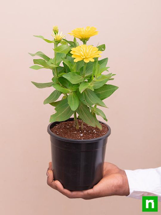 zinnia (yellow) - plant