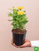 zinnia (yellow) - plant