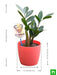 zz plant for taurus or vrishabha rashi - plant