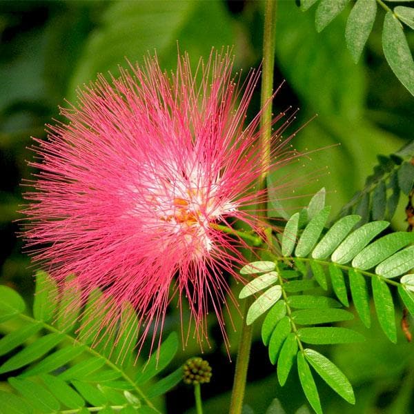 albizia saman - plant