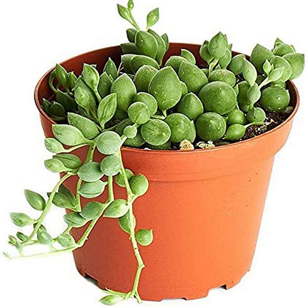 senecio rowleyanus - plant