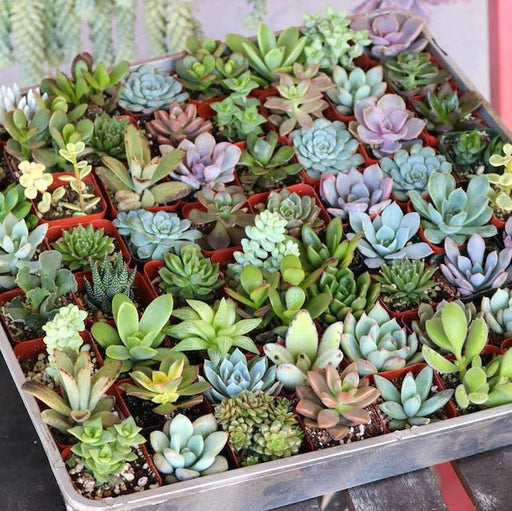 mini succulent garden pack - plant