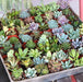 mini succulent garden pack - plant