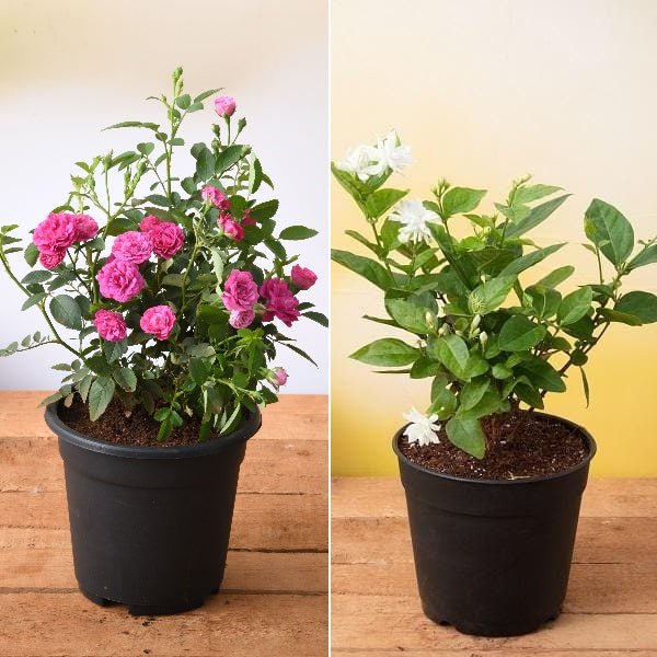 set of 2 mesmerising flower plants 