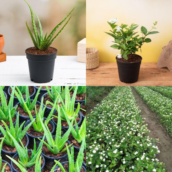 Set of 4 Summer Special Plants (2 Jasmine + 2 Aloe Vera) Pack