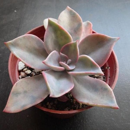 graptoveria douglas huth - plant